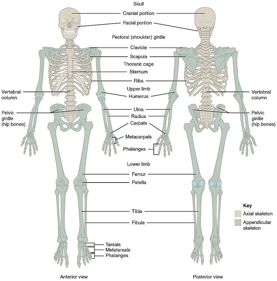 The human skeleton with axial and appendicular divisions reference figure