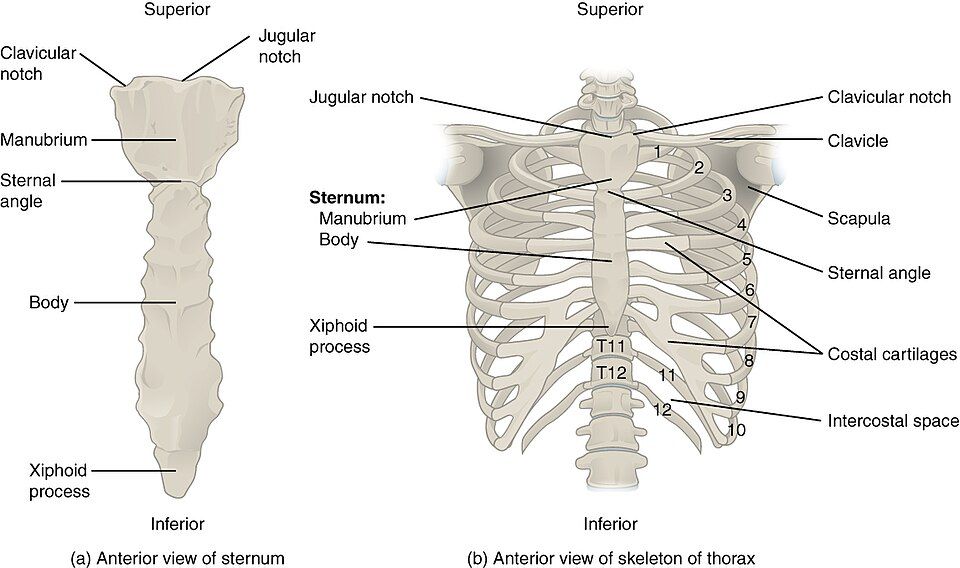 The thoracic cage, sternum and ribs reference figure