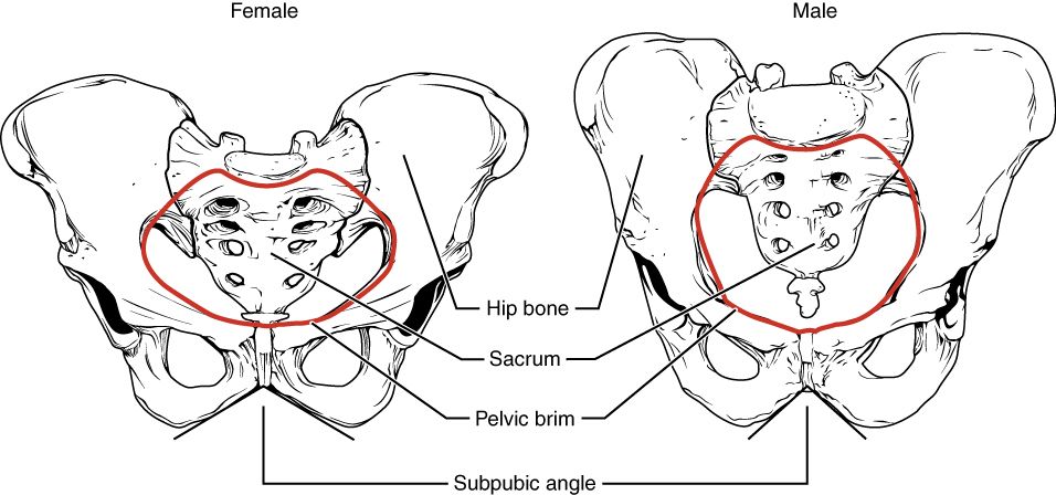 The pelvic girdle reference figure