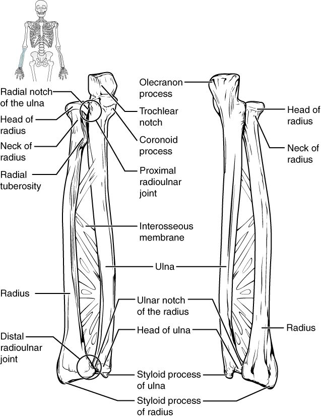 Bones of the upper limb reference figure