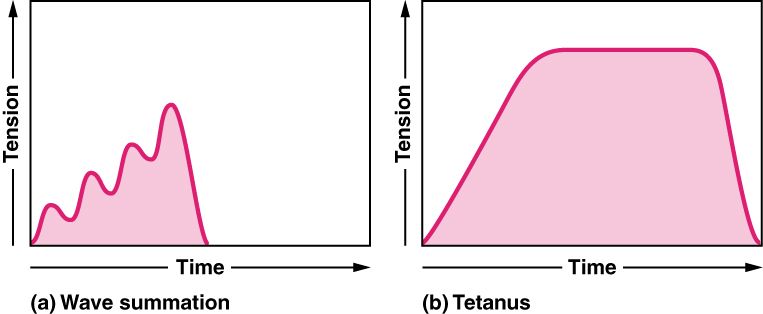 Motor units and muscle tension reference figure showing twitch, summation, and tetanus