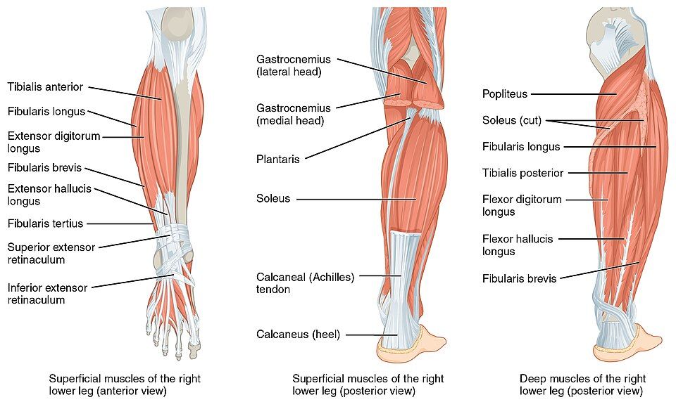 Muscles of the hip, thigh, and leg reference figure