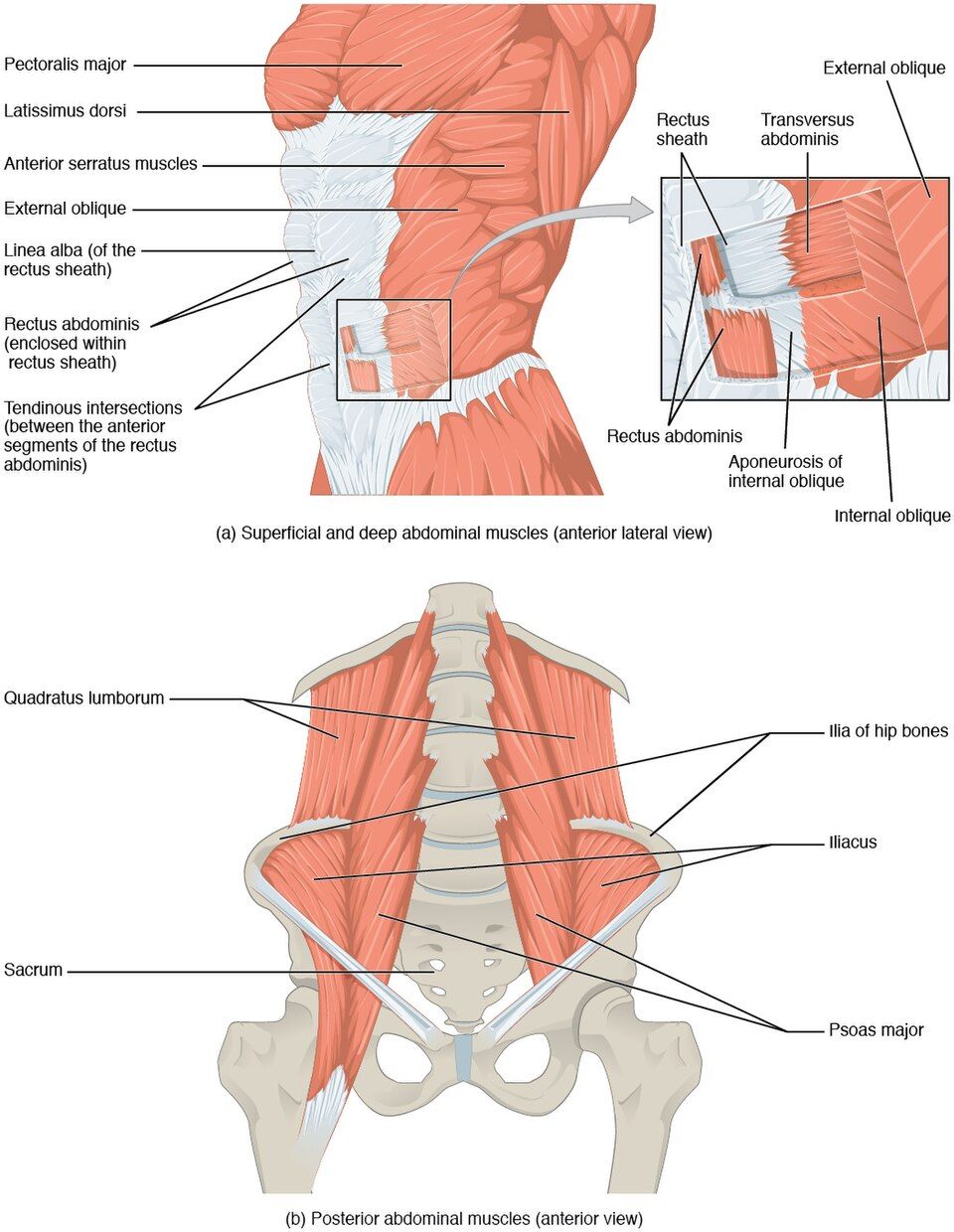 Muscles of the trunk and abdominal wall reference figure