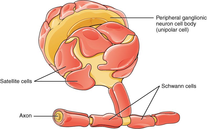 Neuroglia reference figure