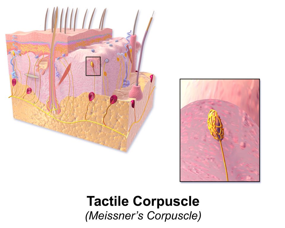 Sensory receptors in the skin reference figure