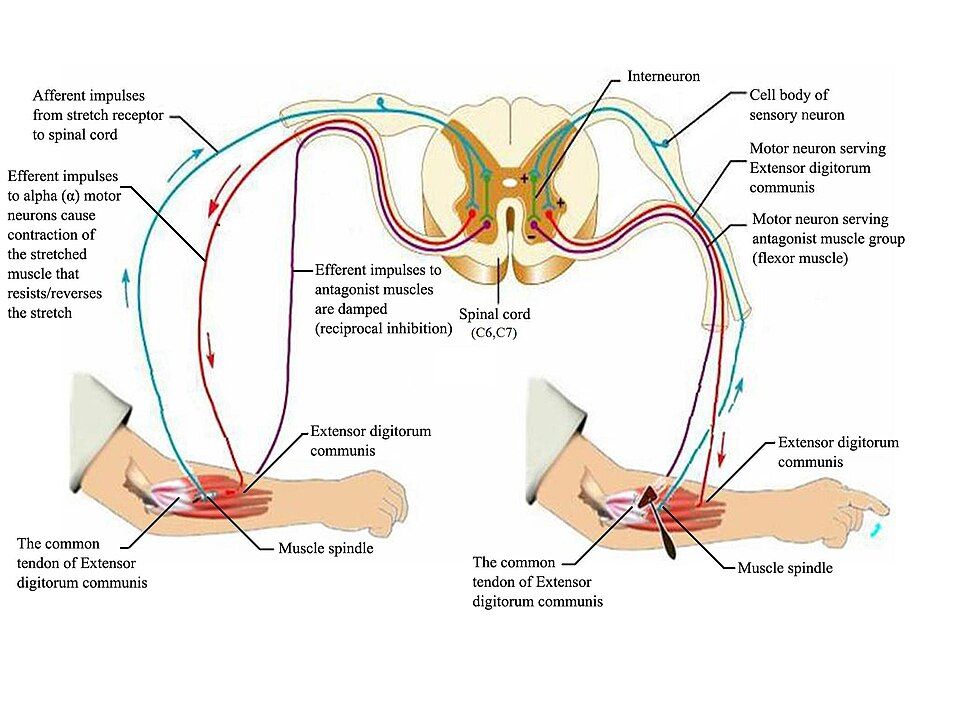 Stretch reflex arc with reciprocal inhibition reference figure