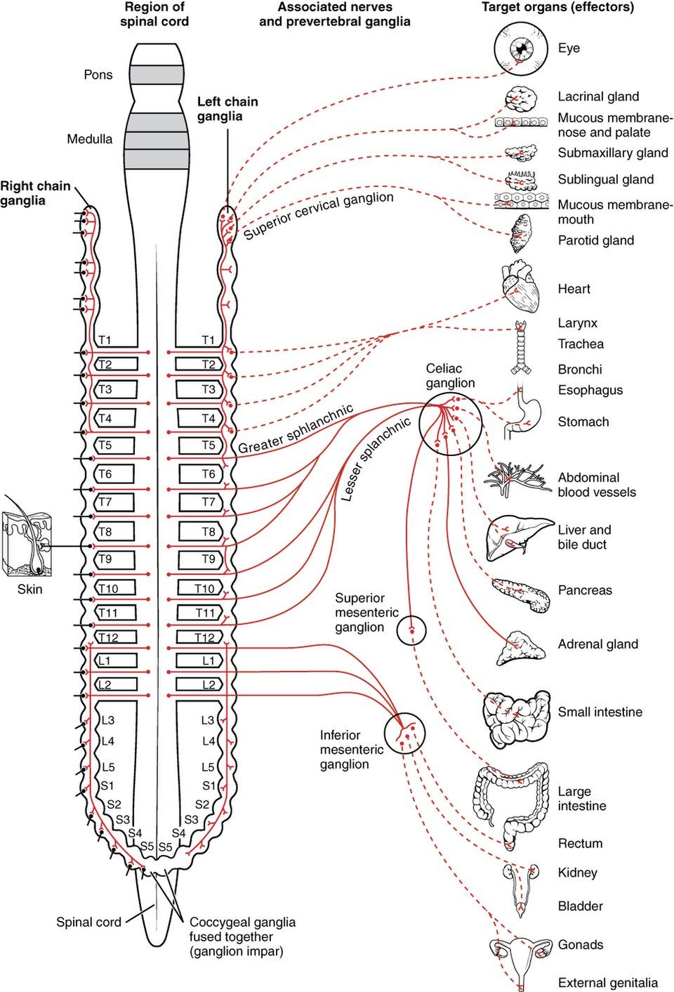 Sympathetic chain and prevertebral ganglia pathways reference figure