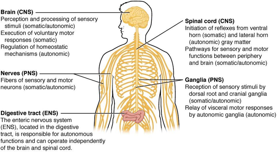 Divisions of the nervous system including CNS, PNS, and enteric nervous system reference figure