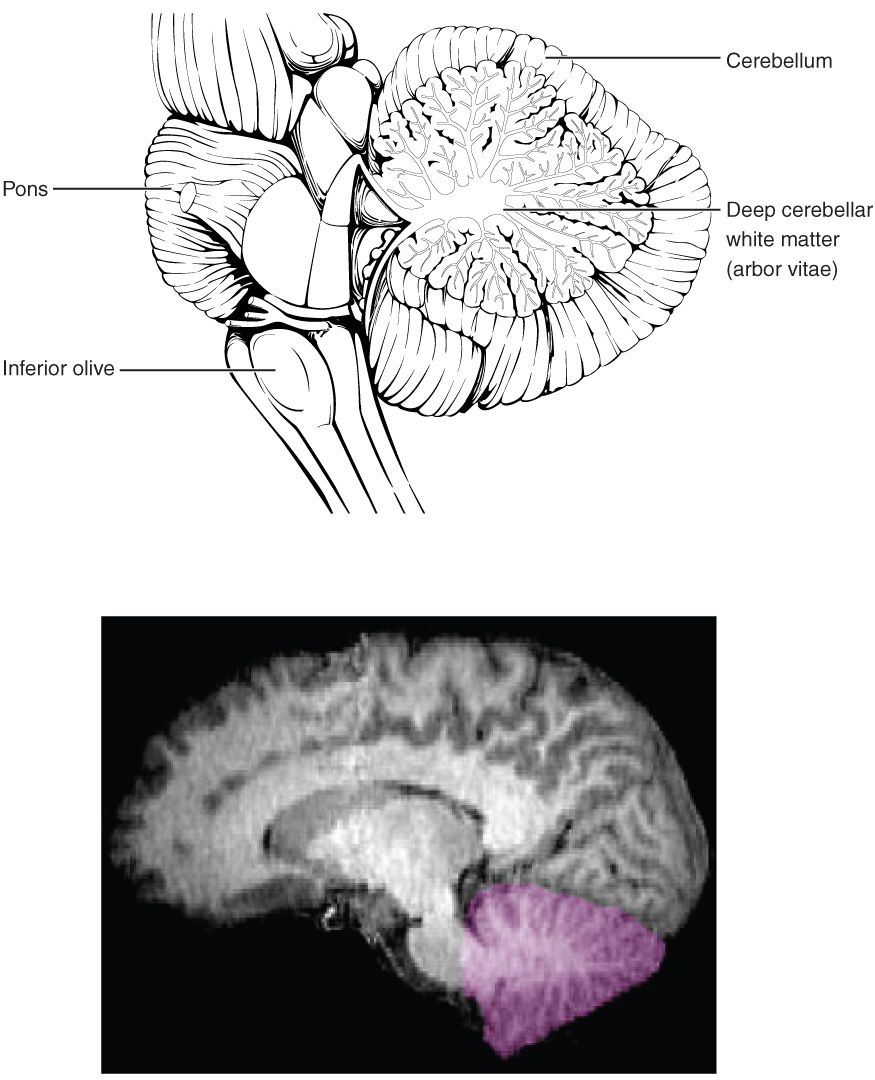 The cerebellum reference figure