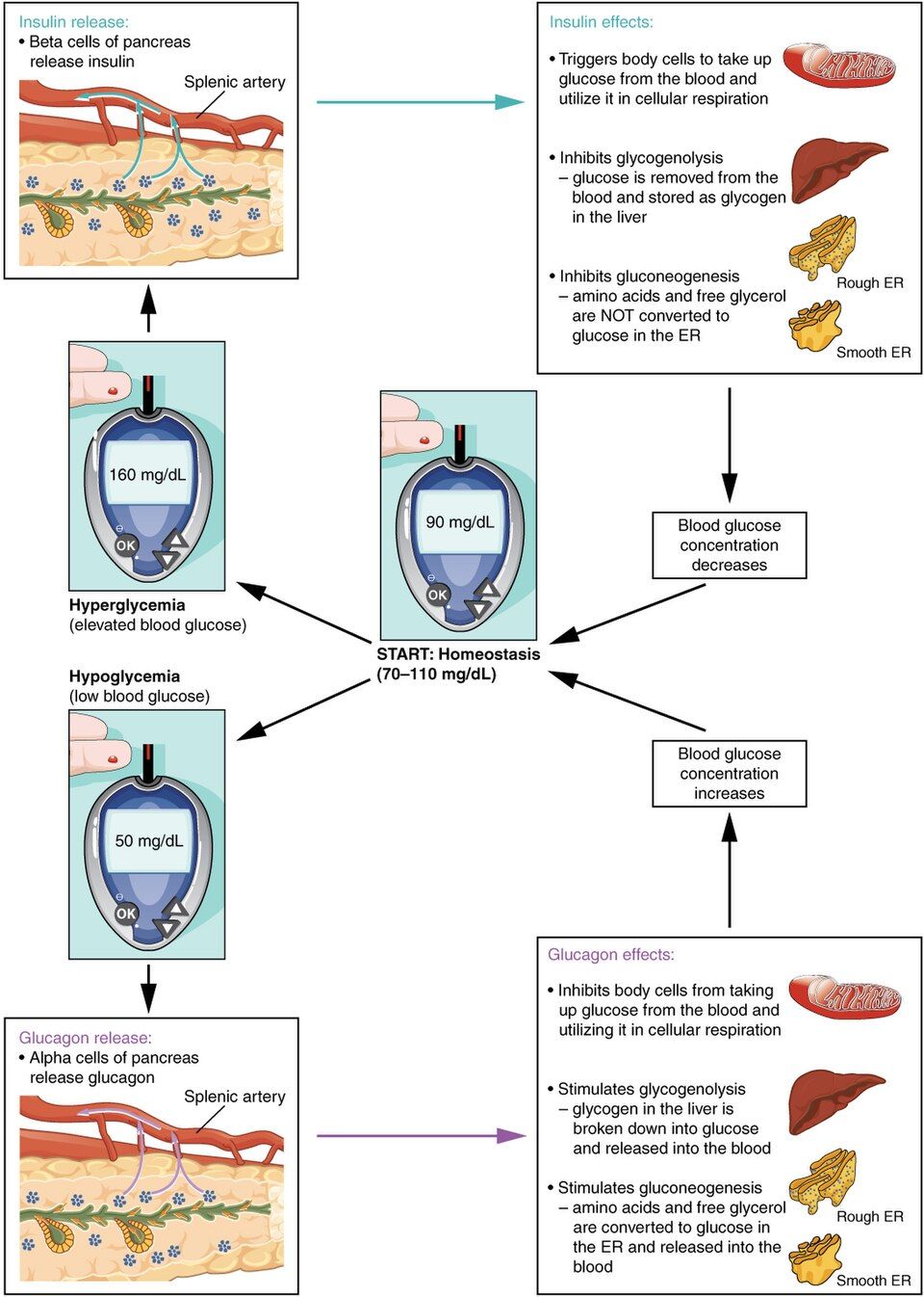 Insulin and glucagon regulating blood glucose reference figure