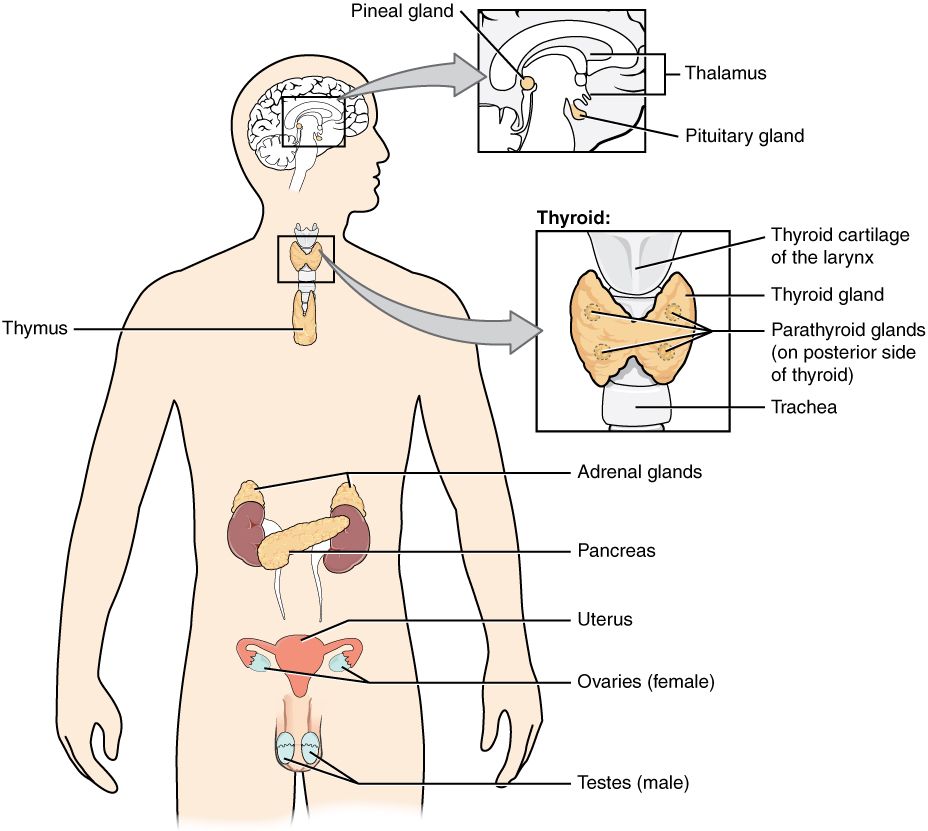 Major endocrine glands of the body reference figure