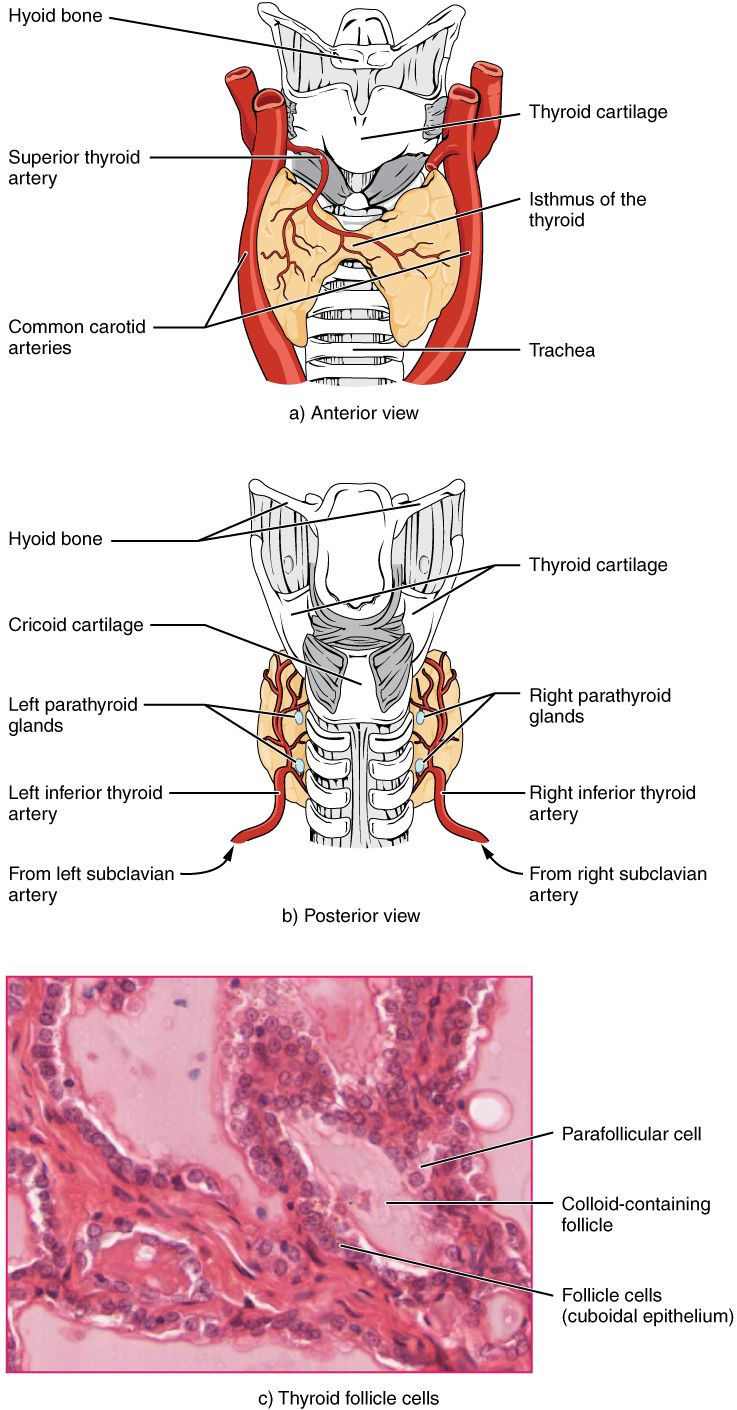 Hypothalamus-pituitary-thyroid feedback axis reference figure