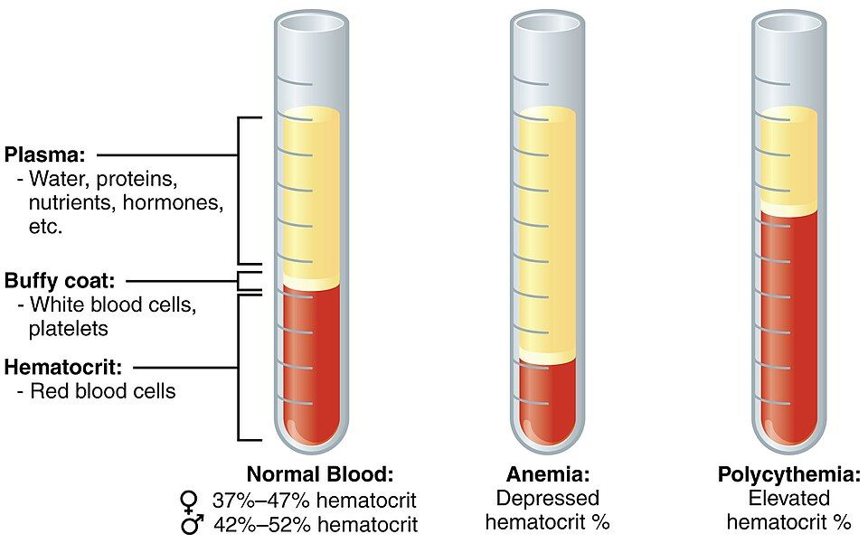 Blood composition and hematocrit reference figure