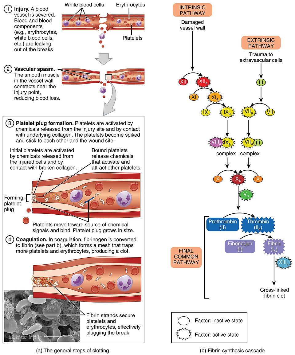 Hemostasis steps and clotting cascade reference figure