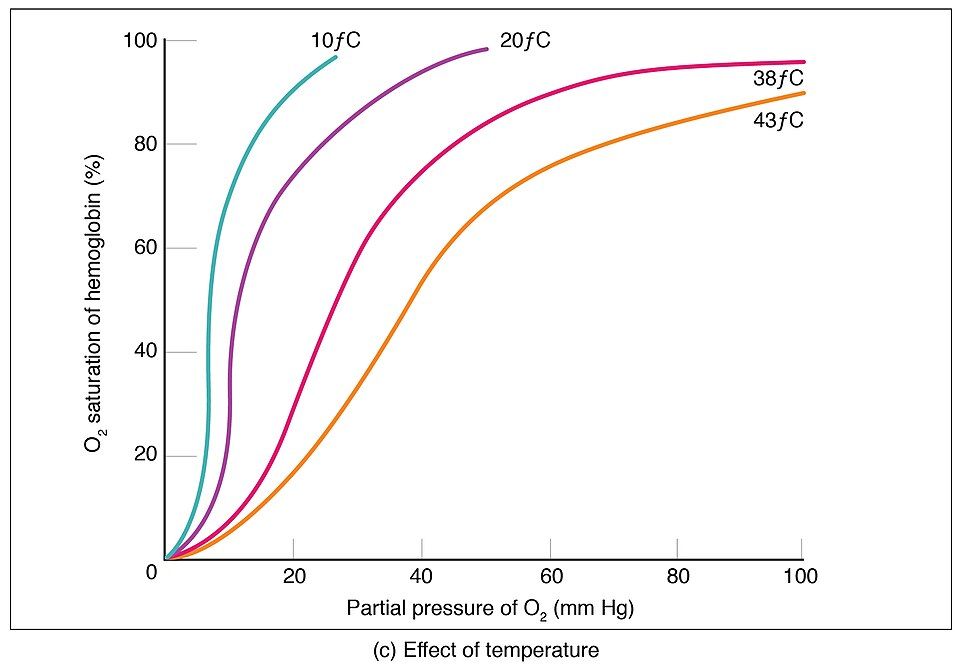 Hemoglobin oxygen loading and unloading reference figure