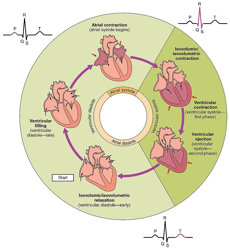 Phases of the cardiac cycle reference figure