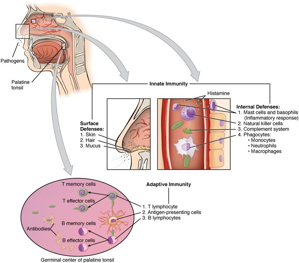 The three lines of immune defense reference figure