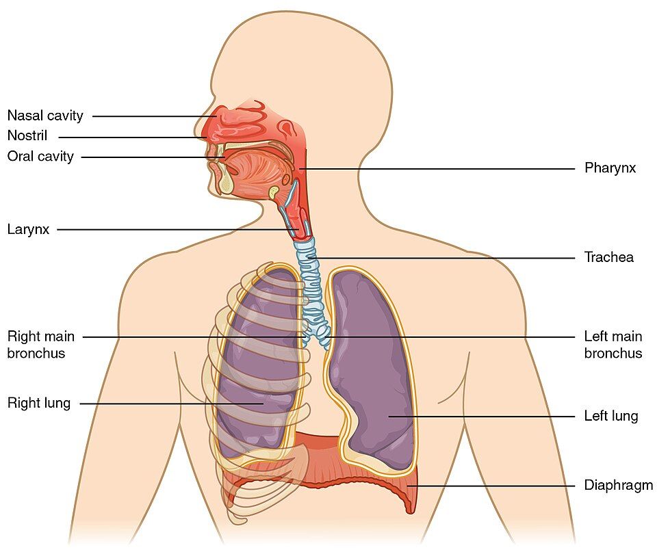 The respiratory tract reference figure