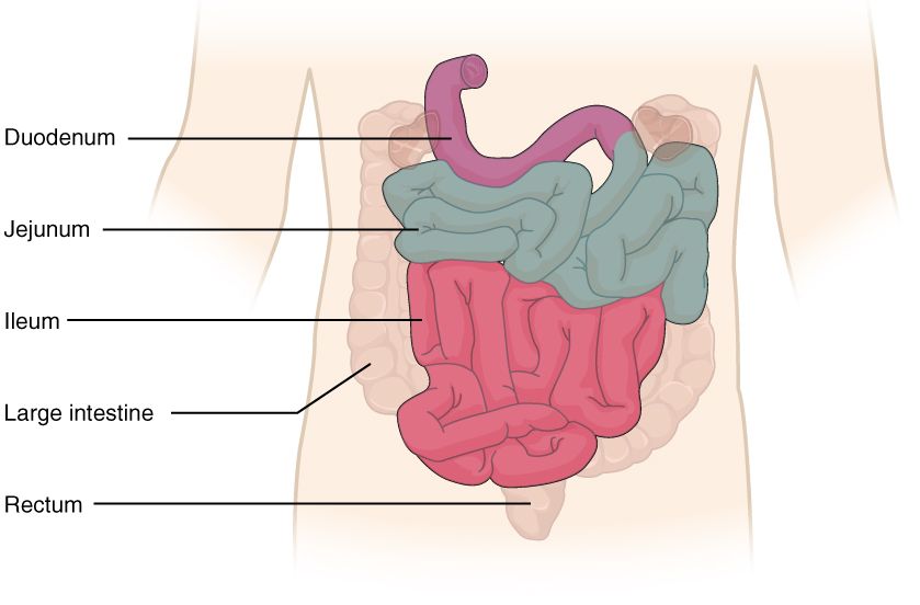 Small intestine circular folds, villi, and microvilli reference figure