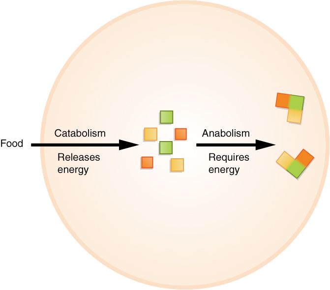 Anabolism and catabolism reference figure