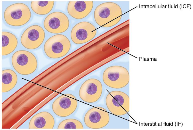 Body fluid compartments reference figure