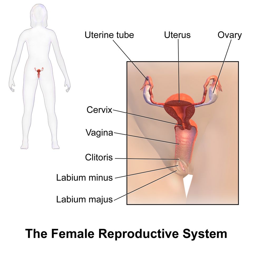 Female reproductive anatomy reference figure