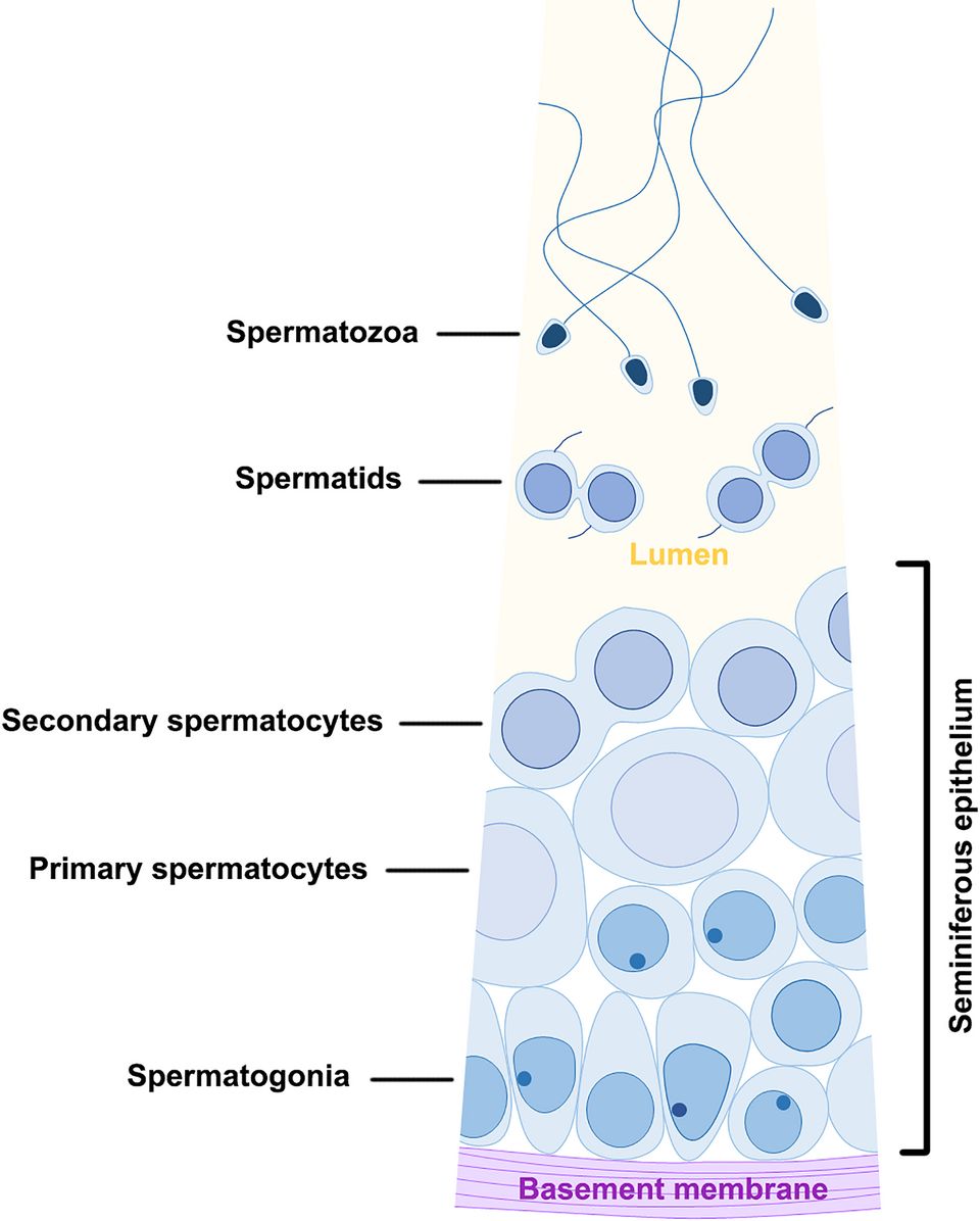 Spermatogenesis reference figure