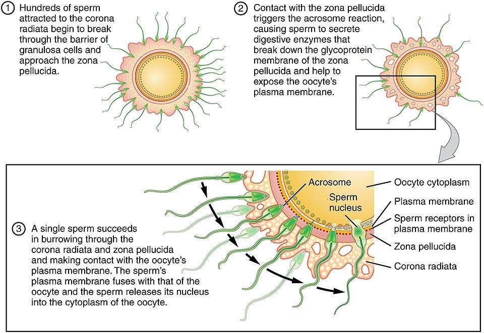 Steps of fertilization reference figure