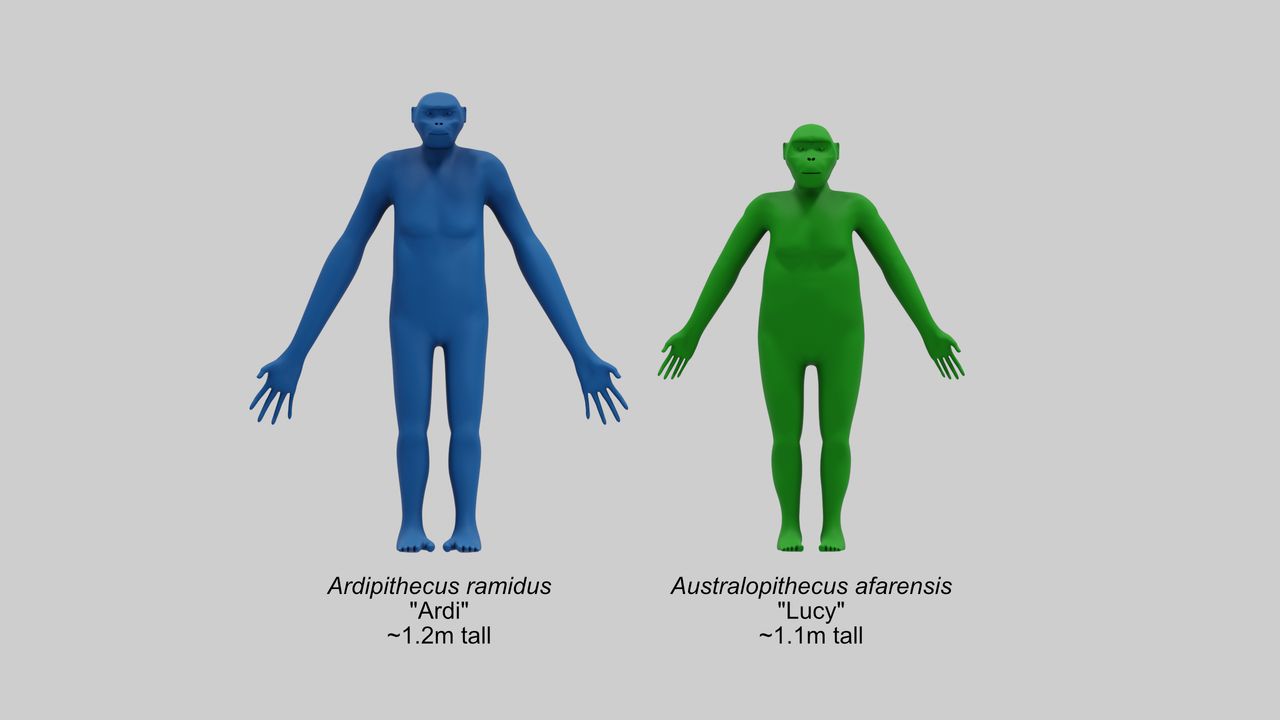 Reconstructions of the early hominins Ardipithecus and Australopithecus afarensis compared