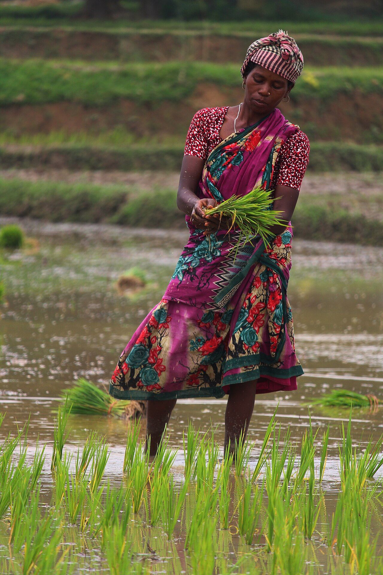Women transplanting rice seedlings in a paddy field, showing a gendered division of labor