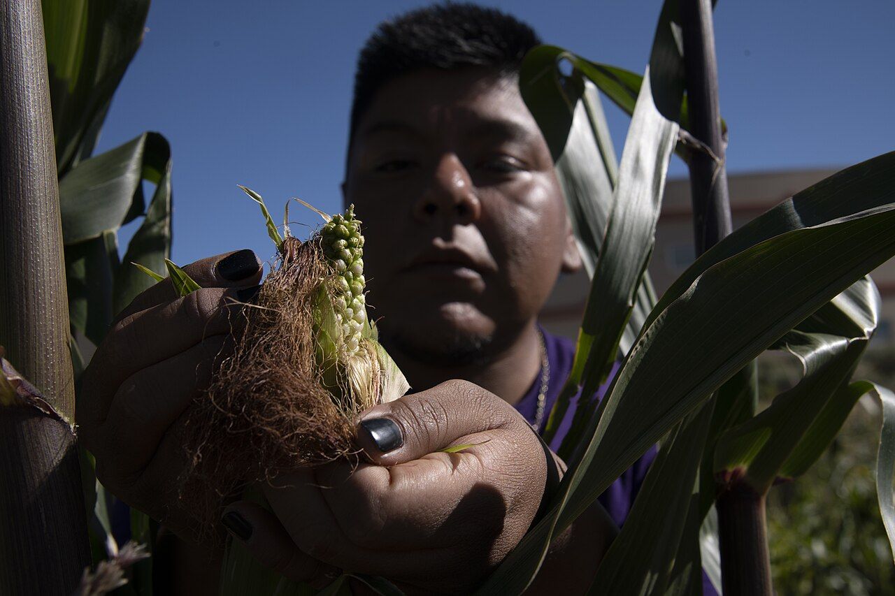 Community members working to conserve indigenous food crops and cultivation practices