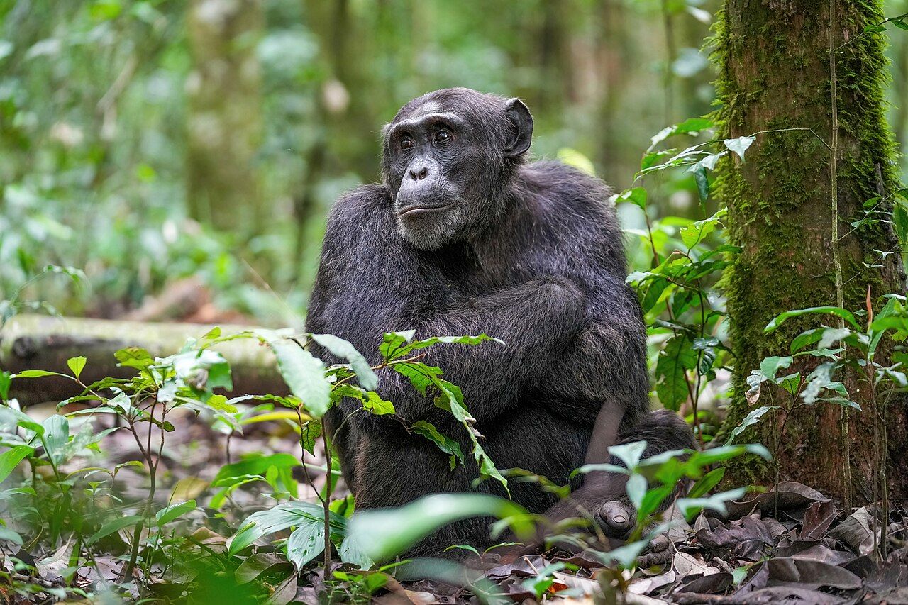 Debates about moral status turn on which capacities matter — and great apes sit uncomfortably close to every line we try to draw.
