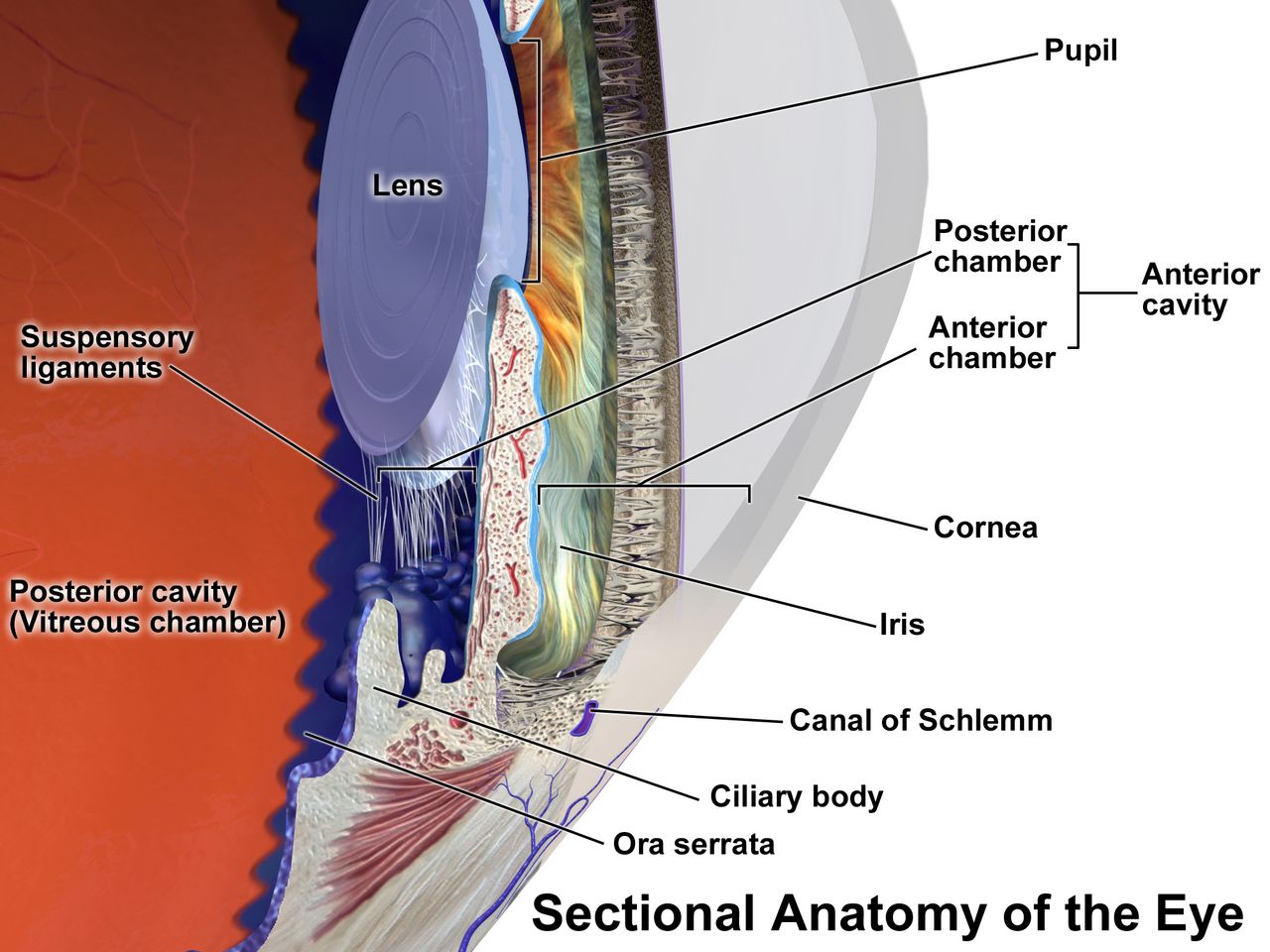 Ocular anatomy from cornea to optic nerve — the structures behind every finding you will chart.