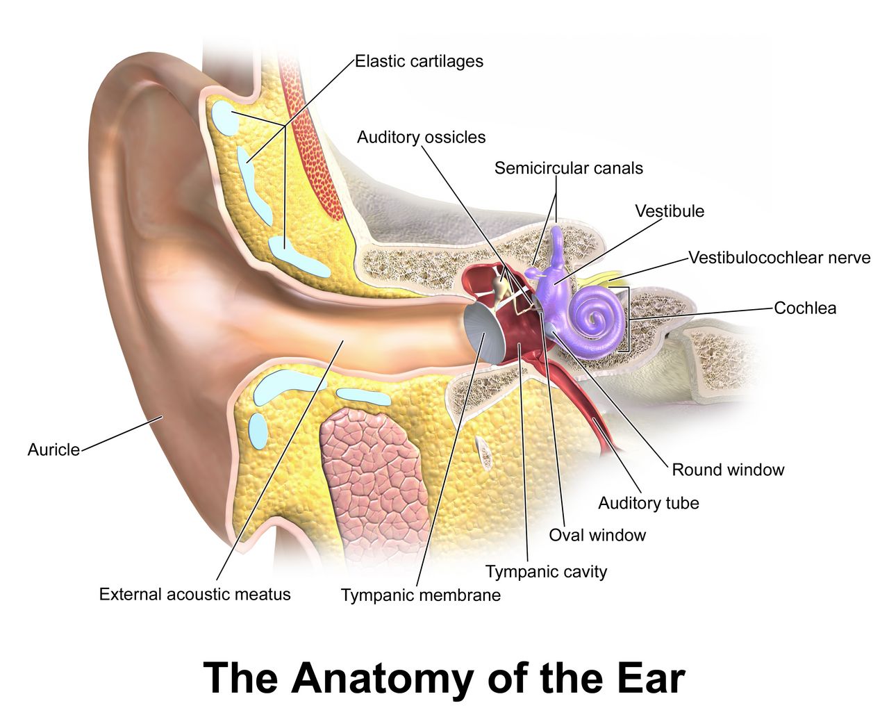 External, middle and inner ear — the three compartments that separate conductive from sensorineural hearing loss.