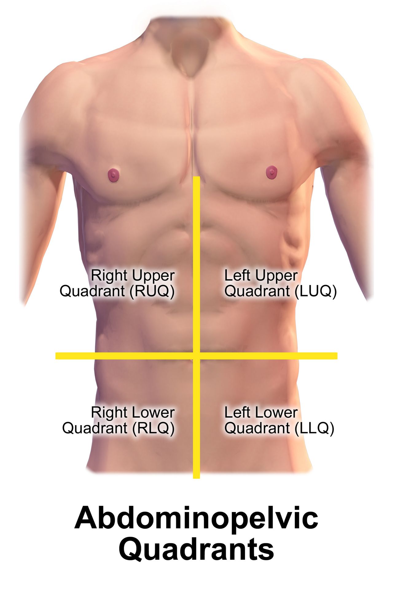 Diagram of the human abdomen divided into four quadrants and nine regions, with underlying organs labeled