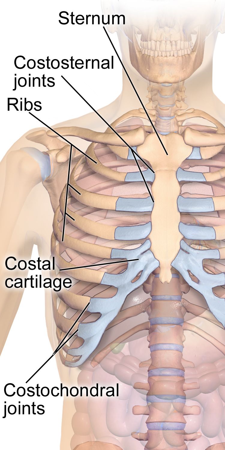 Labeled diagram of a synovial joint showing articular cartilage, joint capsule, synovial membrane, synovial cavity and adjacent bone ends