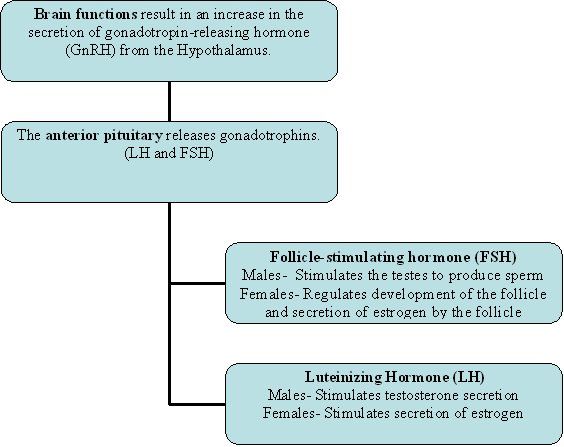 Table of the hormones that control puberty and the glands that release them