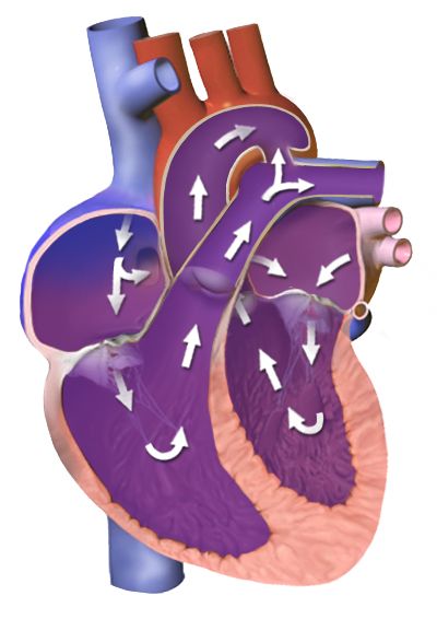 Diagram of the placenta and umbilical cord with fetal circulation showing the ductus venosus, foramen ovale and ductus arteriosus