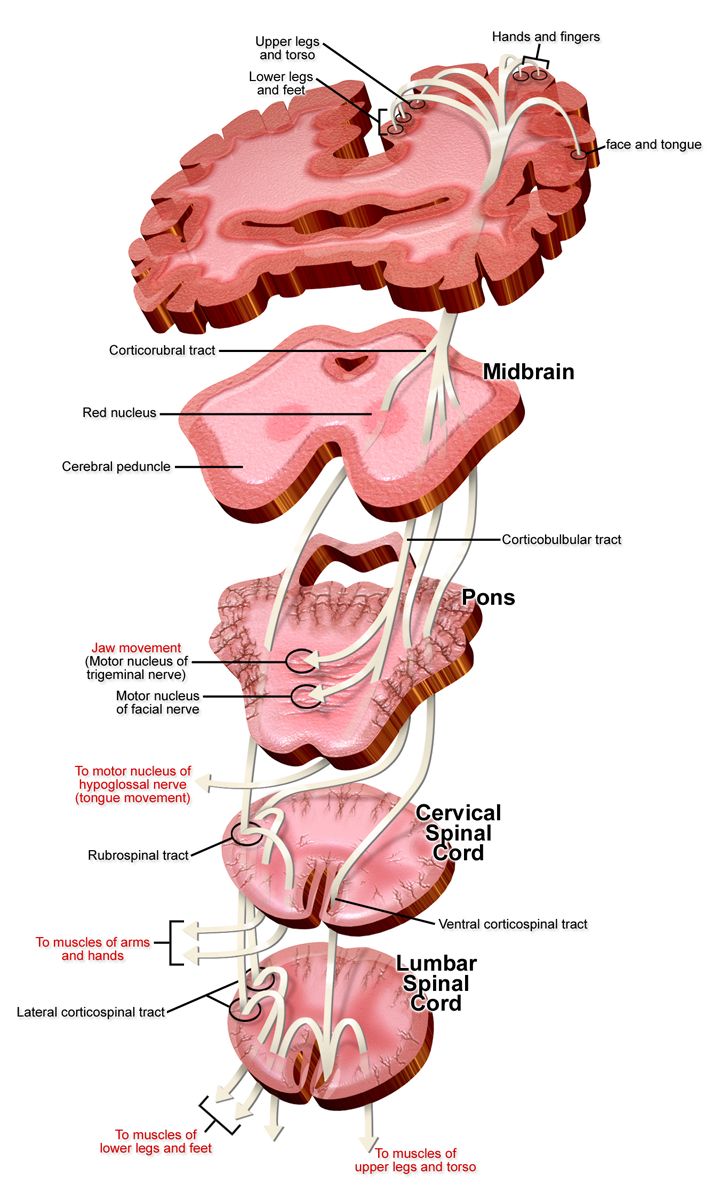 Diagram of the postpartum uterus showing fundal height descending from the level of the umbilicus toward the symphysis pubis over successive days