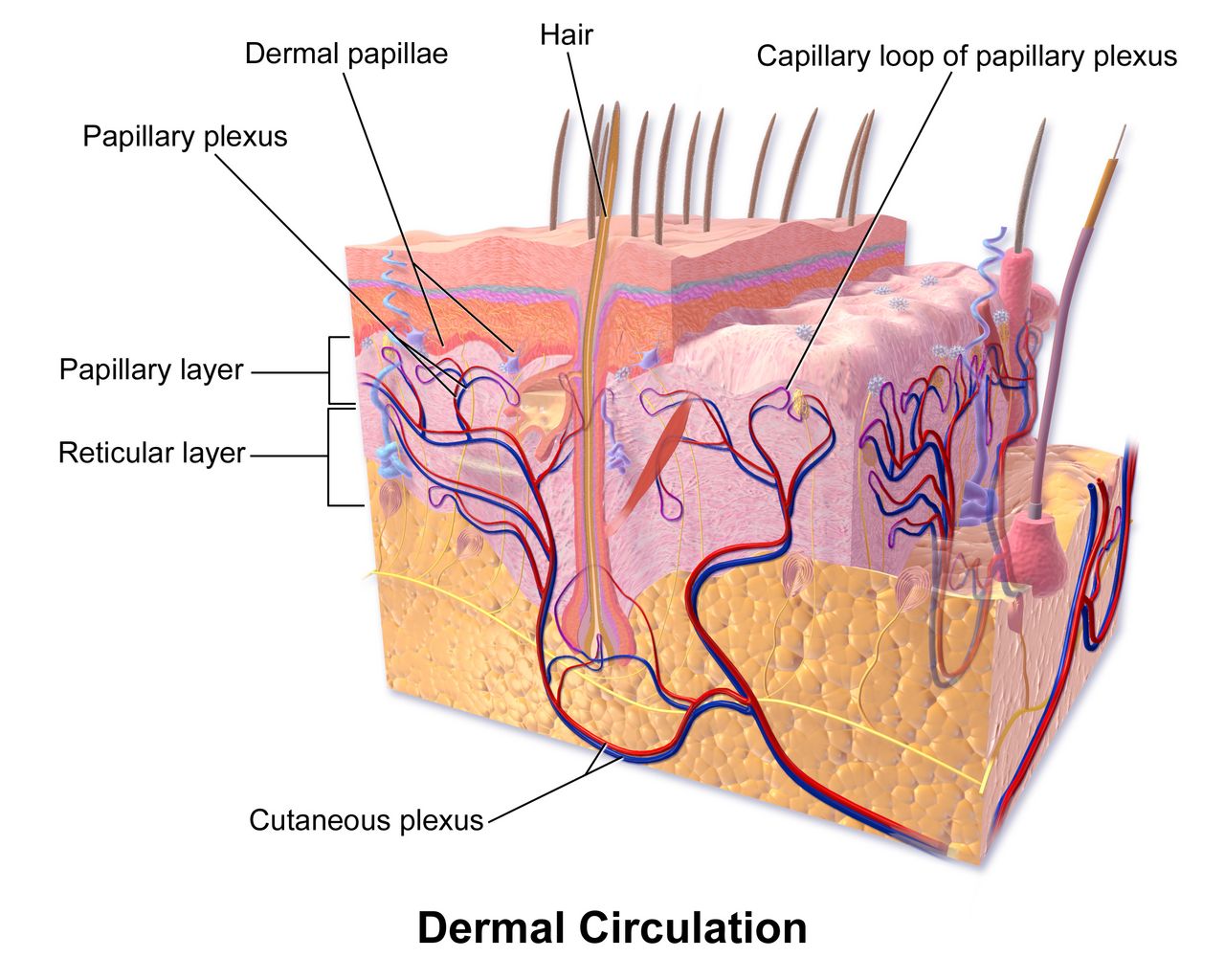 Diagram of fetal circulation showing the ductus venosus, foramen ovale and ductus arteriosus shunting blood away from the fetal lungs and liver