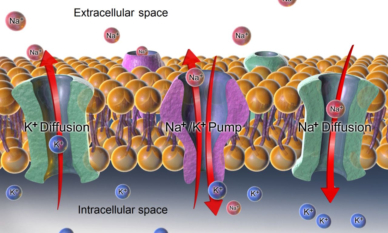 Illustration of the sodium-potassium ATPase pump in a cell membrane moving three sodium ions out of the cell and two potassium ions in