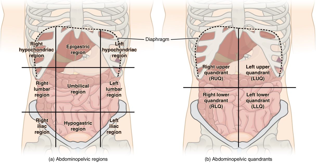 Surface mapping of the abdomen into quadrants lets the nurse translate a patient’s report of pain into a list of organs at risk.