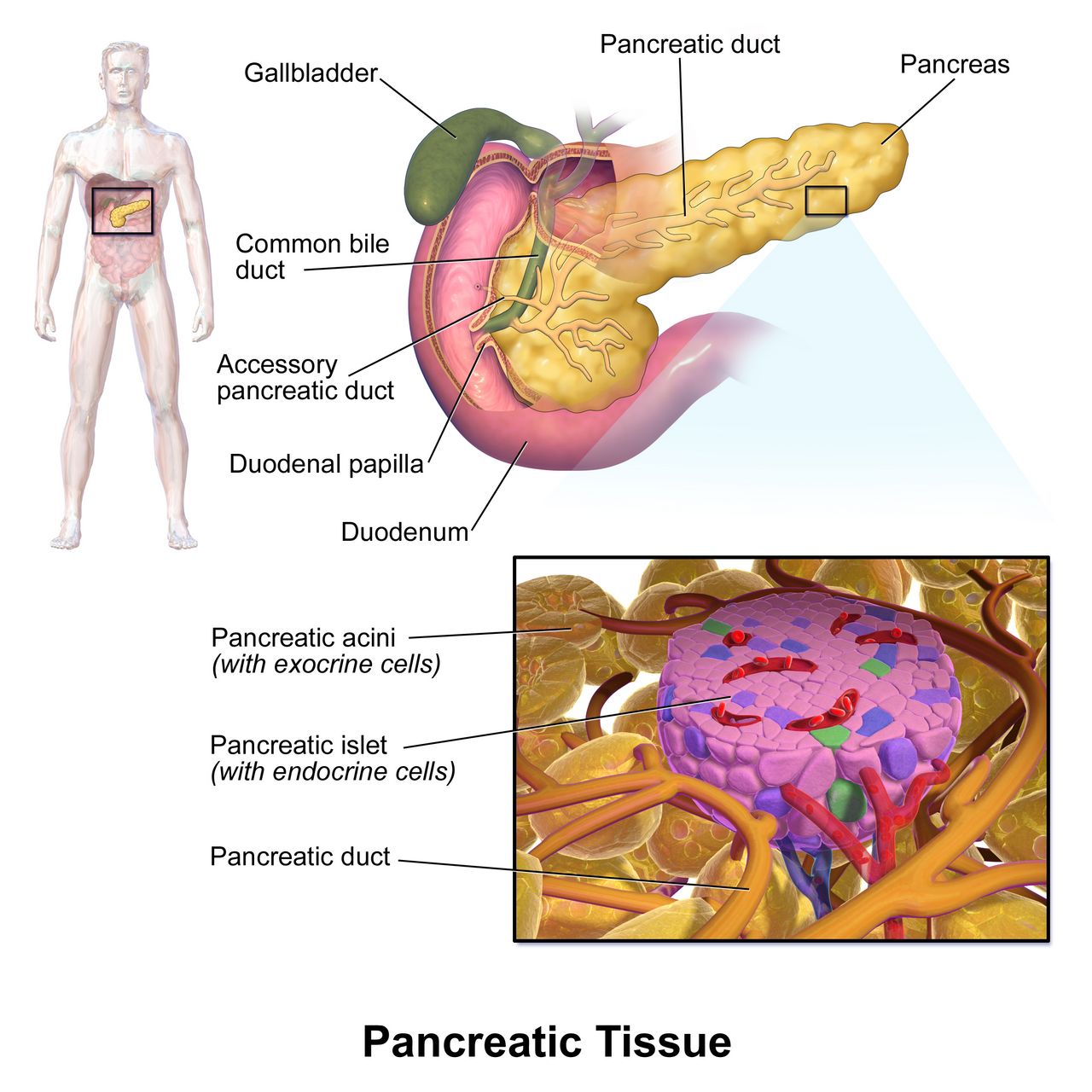 Anatomical diagram of the pancreas showing head, body and tail with the pancreatic duct joining the common bile duct at the ampulla of Vater