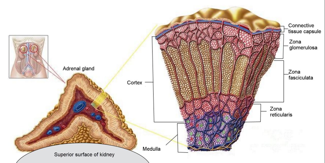 Salt, sugar and sex from outside in, with catecholamines at the core — adrenal zonal anatomy predicts the syndrome each lesion produces.
