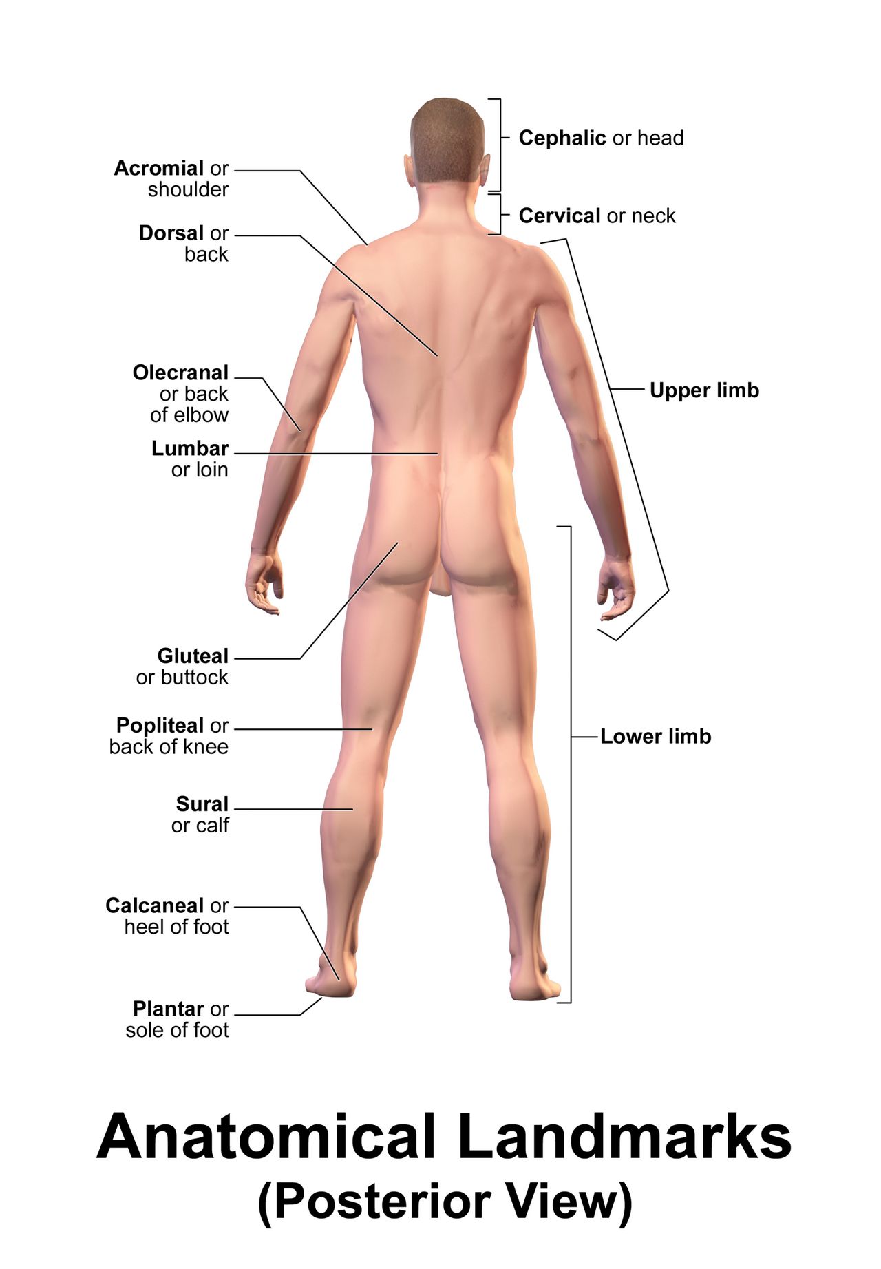 Diagram of the circle of Willis and the anterior, middle and posterior cerebral artery territories on the base and lateral surface of the brain