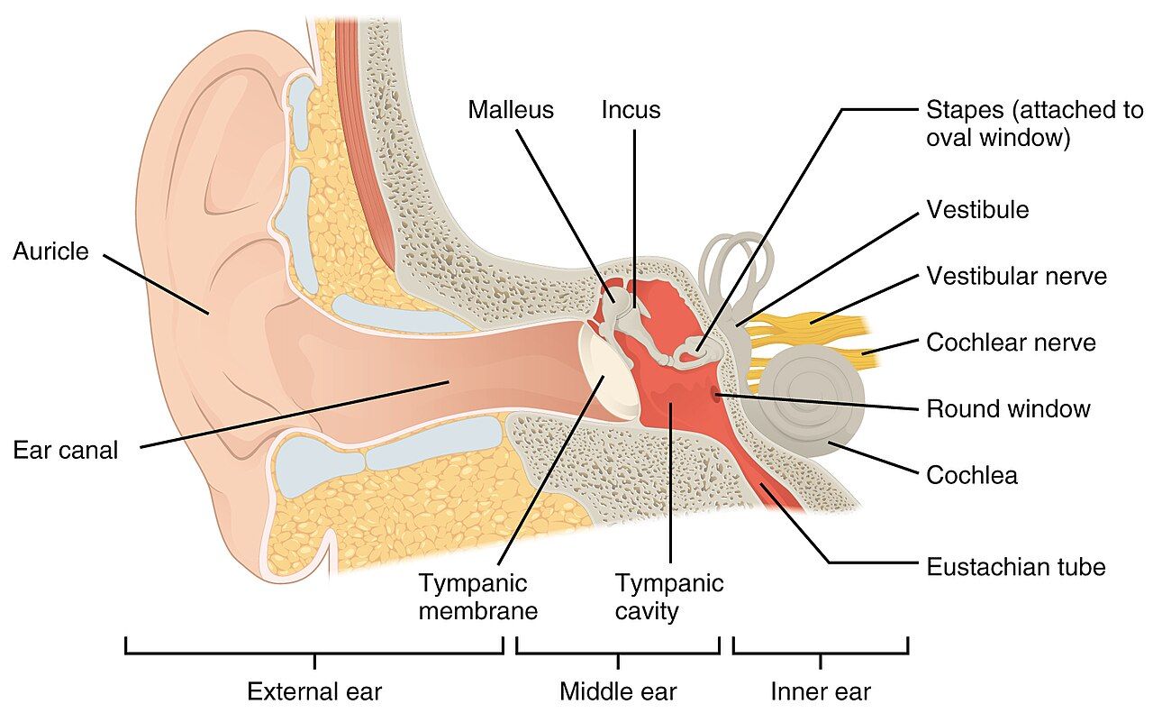 The mechanical half of the ear ends at the stapes footplate; everything past it is neural, and that boundary is the whole of hearing-loss diagnosis.