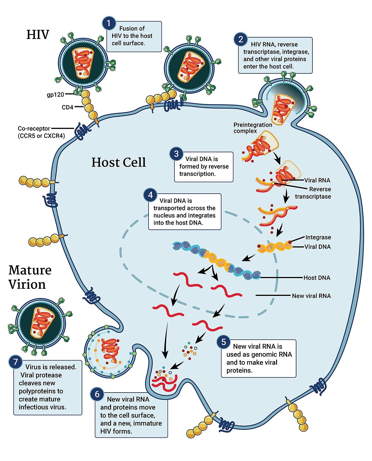 Each step of the HIV replication cycle corresponds to a drug class, which is why combination therapy suppresses the virus so effectively.