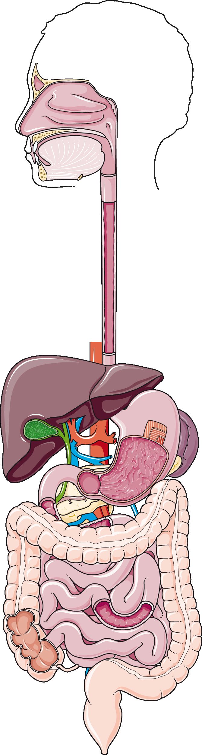 Flow diagram illustrating how a root, combining vowel and suffix join to form a complete medical term