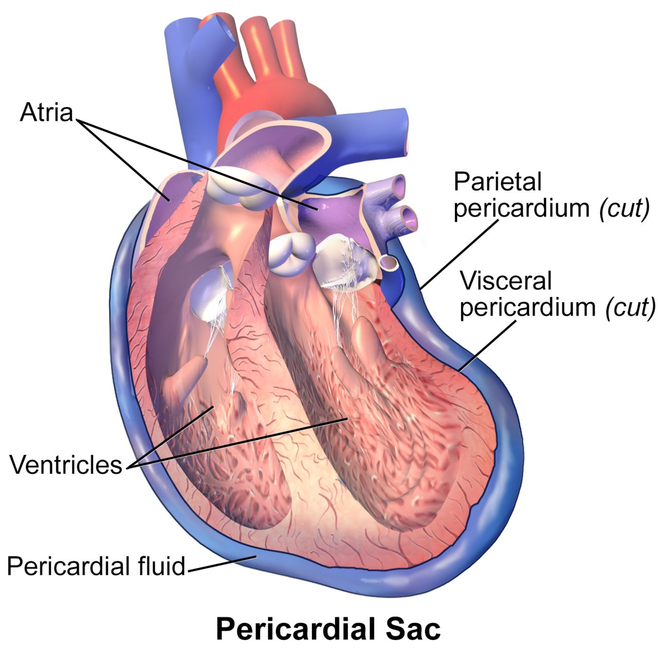 Cross-sectional illustration of the heart wall showing endocardium, myocardium, epicardium and the surrounding pericardial sac