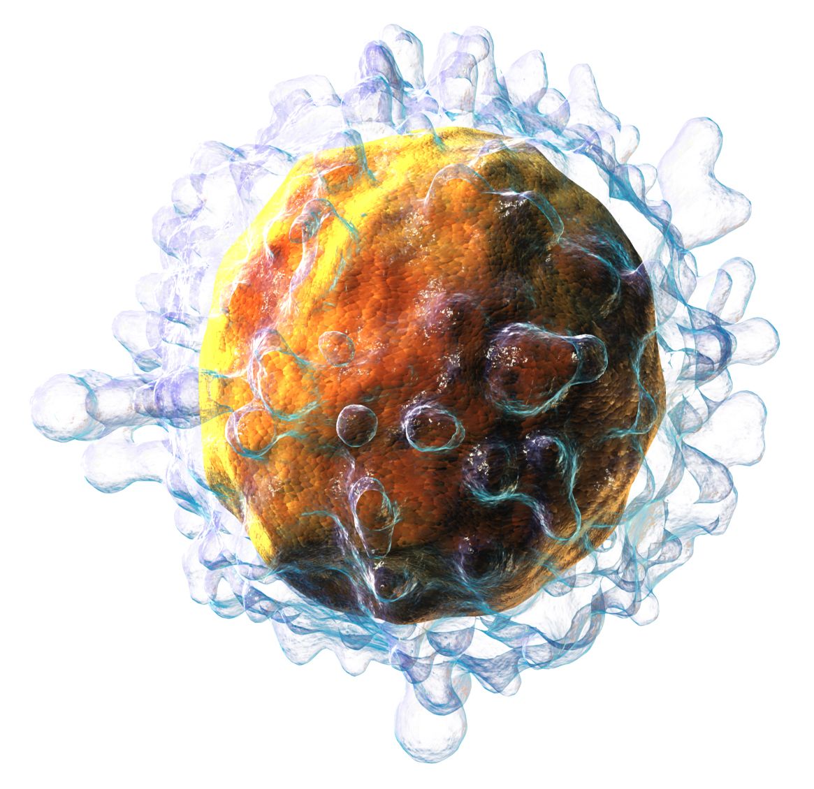 Illustration of a single T lymphocyte, a small round cell with a large nucleus filling most of the cytoplasm
